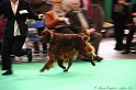 Crufts2011 389